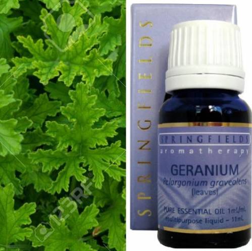 GERANIUM ESSENTIAL OIL