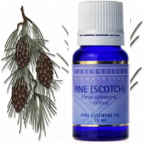 PINE SCOTCH ESSENTIAL OIL