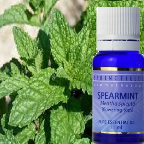 SPAREMINT ESSENTIAL OIL