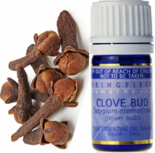 ESSENTIAL OIL  CLOVE BUD